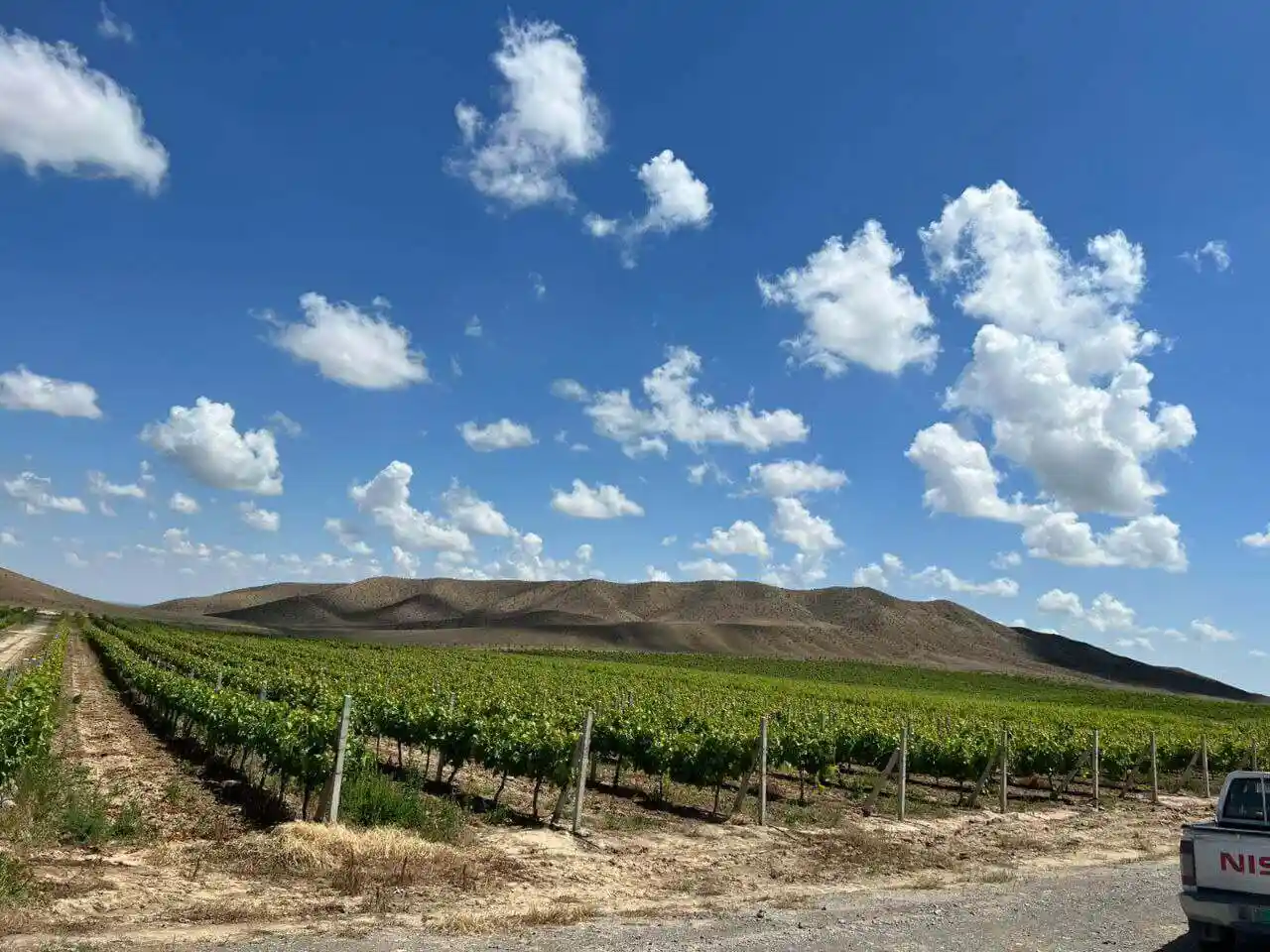 Premium table grapes from Turkmenistan vineyard