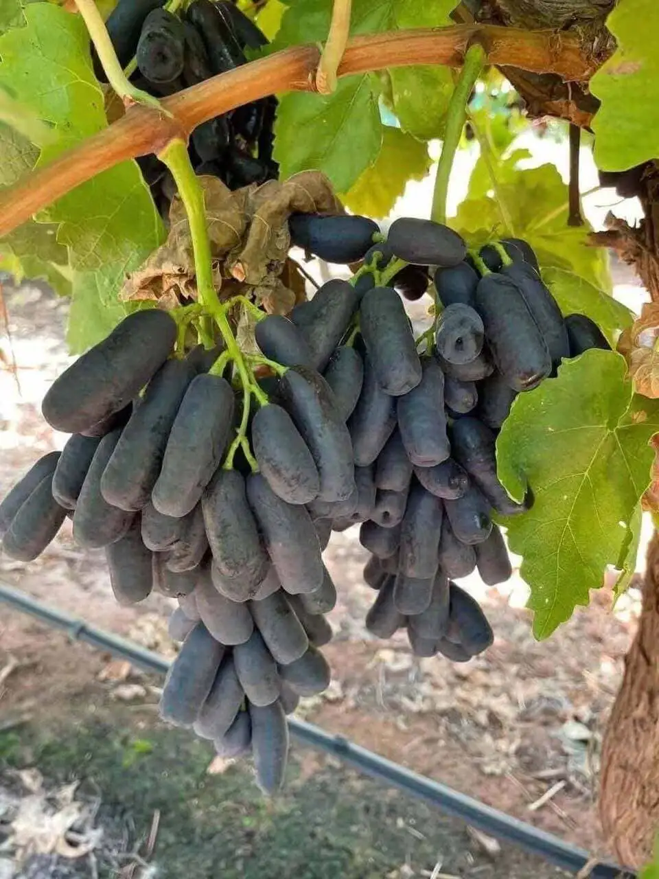 Grapes on the vineyard