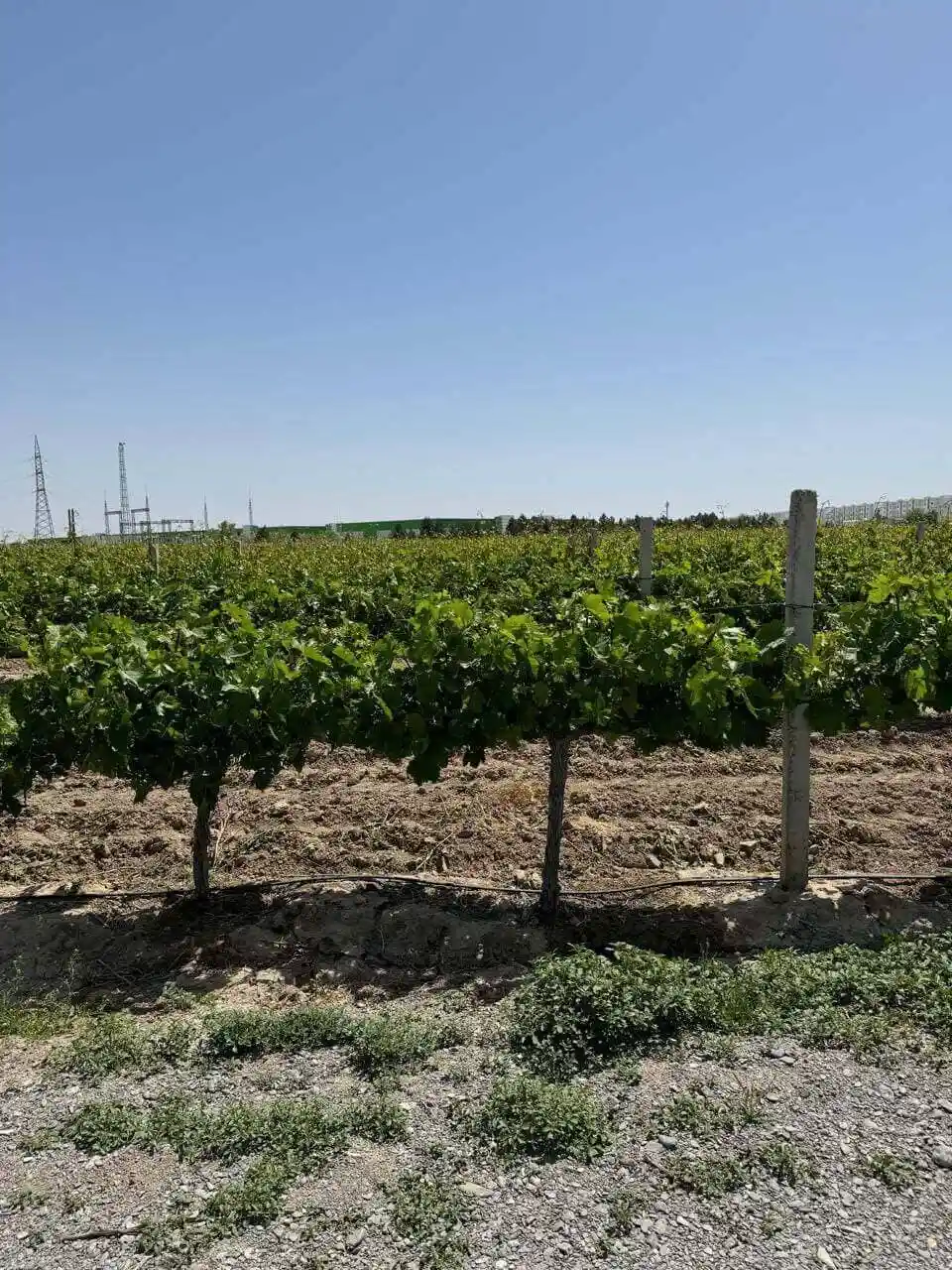 Drip Irrigation of the New Generation